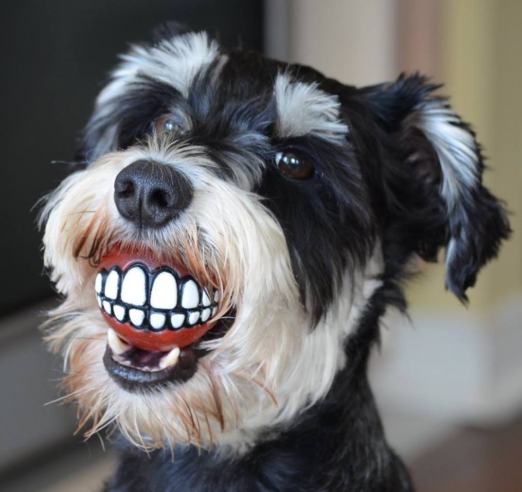 Зубы смешные картинки. Зубы шнауцера. Пес с мячиком в зубах.